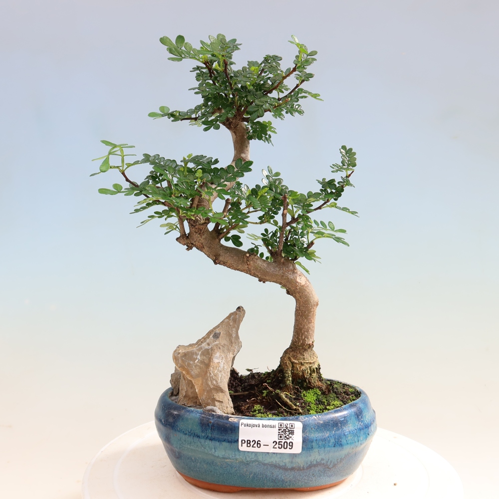 Zimmer Bonsai - Zantoxylum piperitum - Pfefferbaum