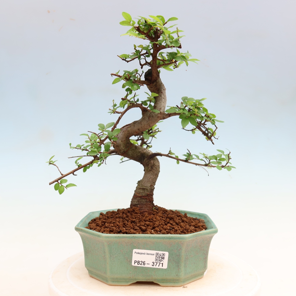 Zimmerbonsai - Ulmus parvifolia - Kleinblättrige Ulme
