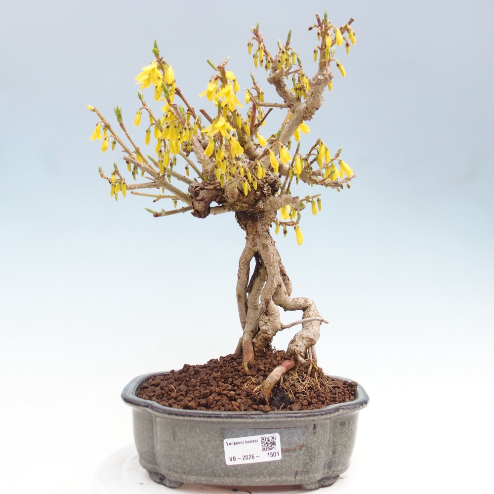 Bonsai für draußen - Zlatice - Forsythia koreana