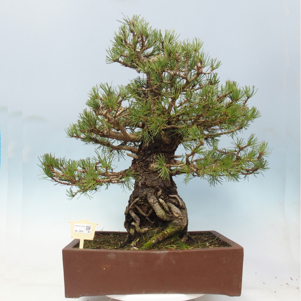 Bonsai für draußen - Pinus sylvestris - Pinus sylvestris