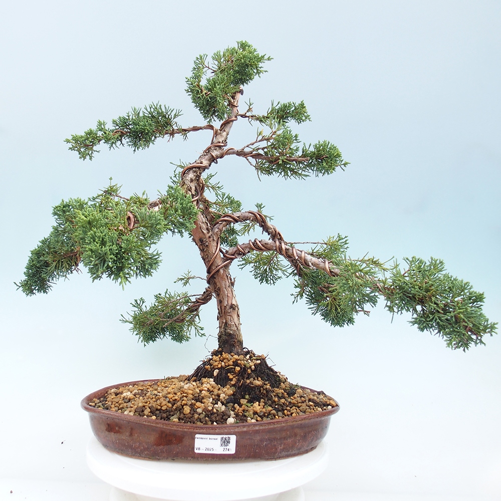 Bonsai für draußen - Juniperus chinensis Kishu