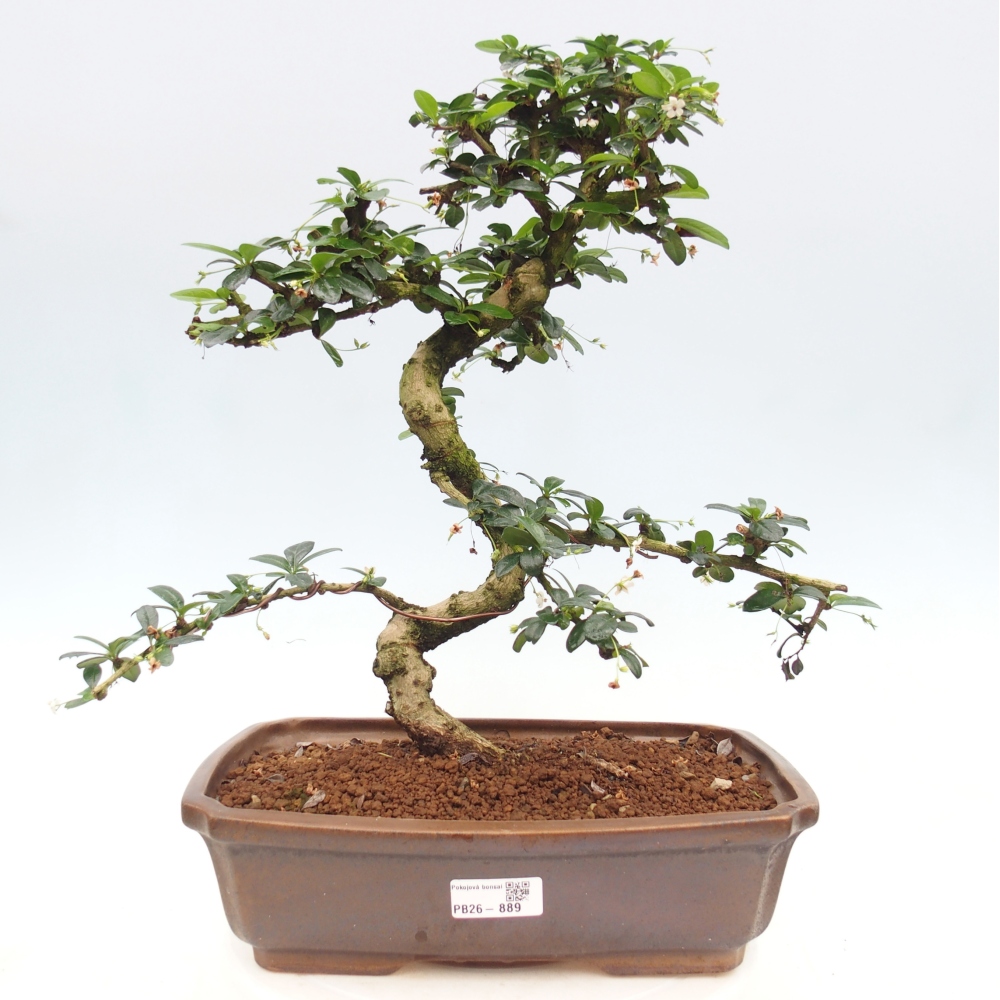 Zimmer-Bonsai - Carmona macrophylla - Tee-Fuki