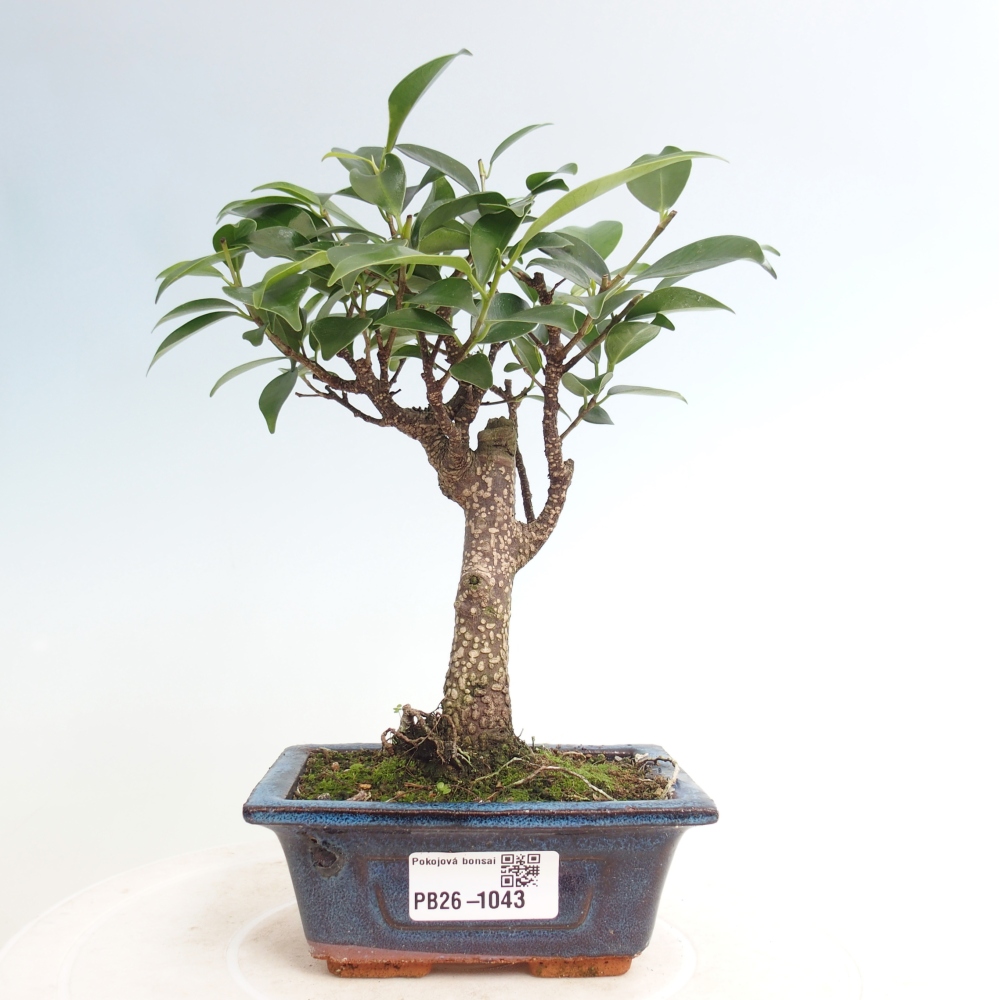 Zimmer Bonsai Ficus retusa kimmen