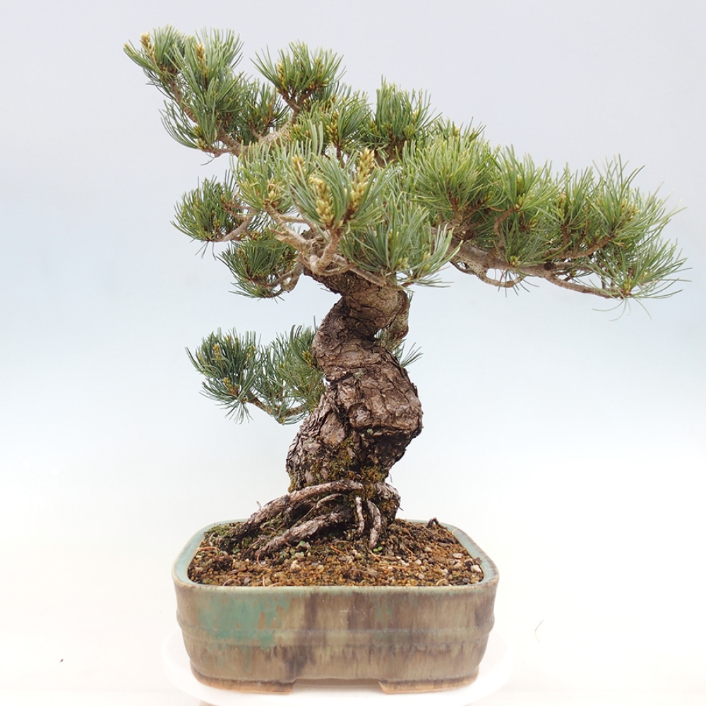 Bonsai für draußen - Pinus parviflora - Pinus parviflora