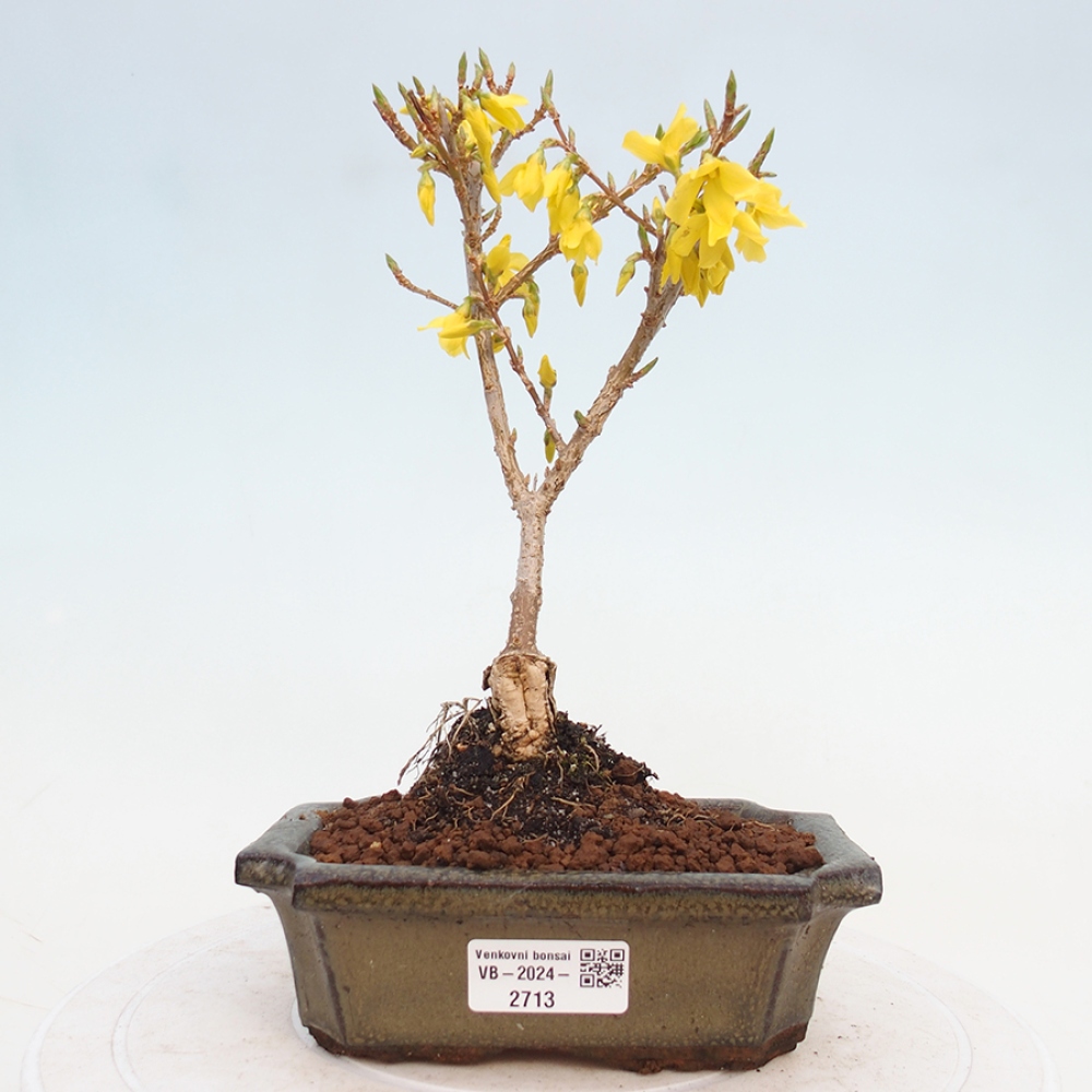 Bonsai für draußen - Zlatice - Forsythia intermedia