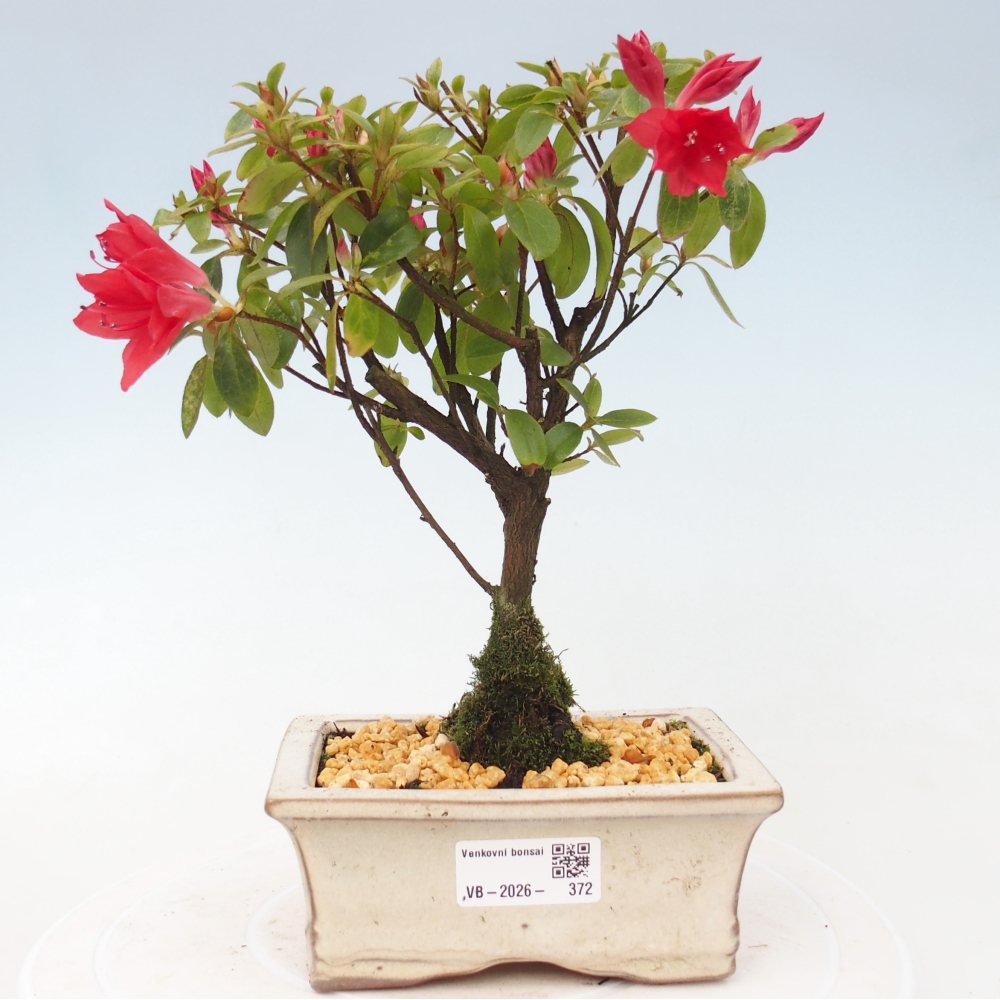 Bonsai für draußen - Japanische Azalee - Azalea sp.