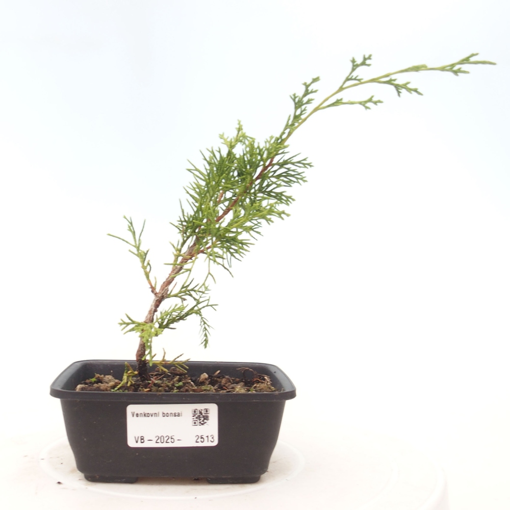 Bonsai für draußen - Juniperus chinensis Itoigawa
