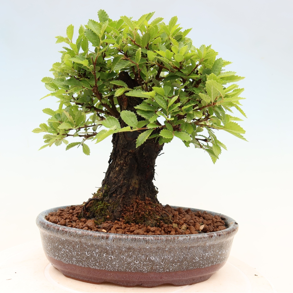 Bonsai für draußen - Zelkova - Zelkova NIRE