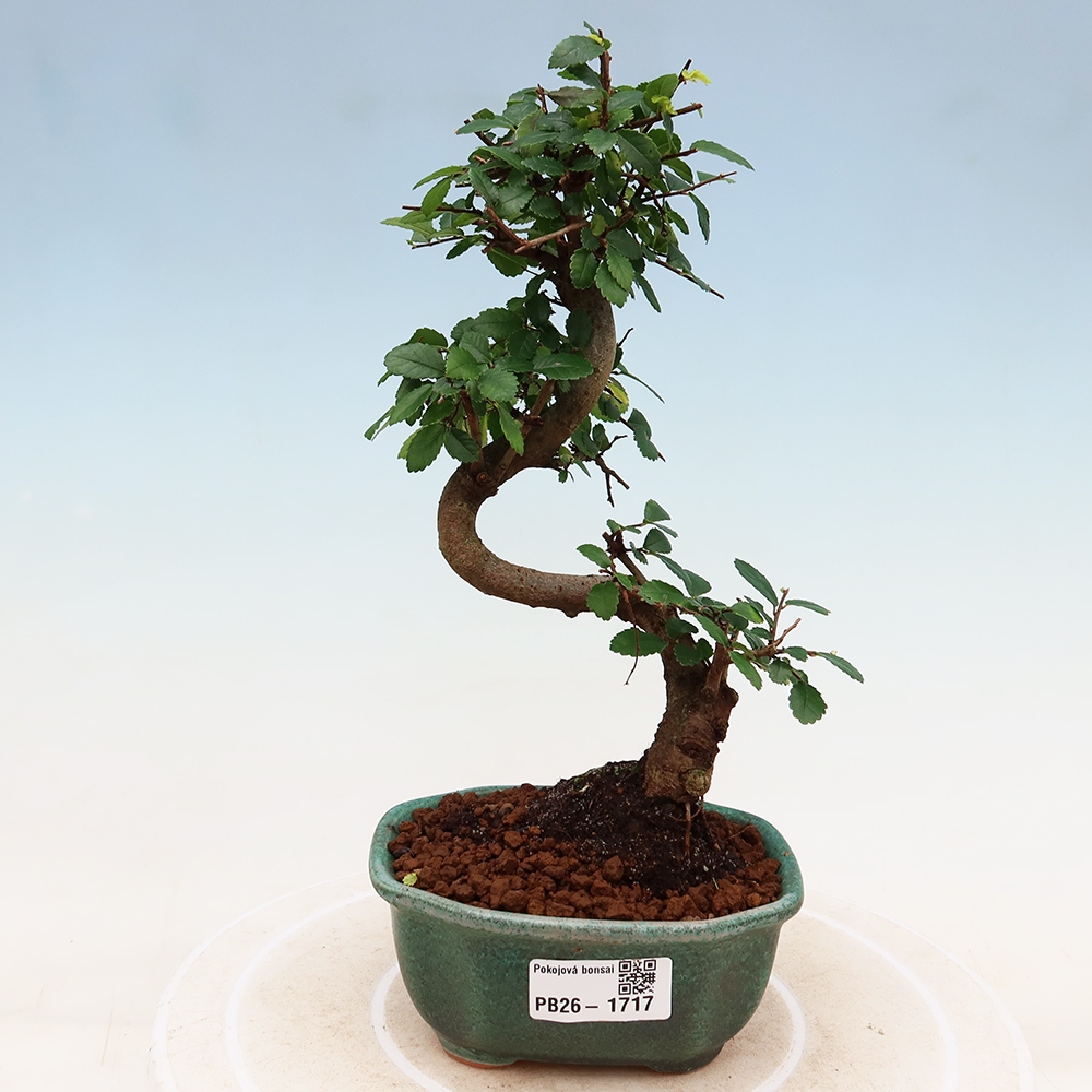 Zimmerbonsai - Ulmus parvifolia - Kleinblättrige Ulme