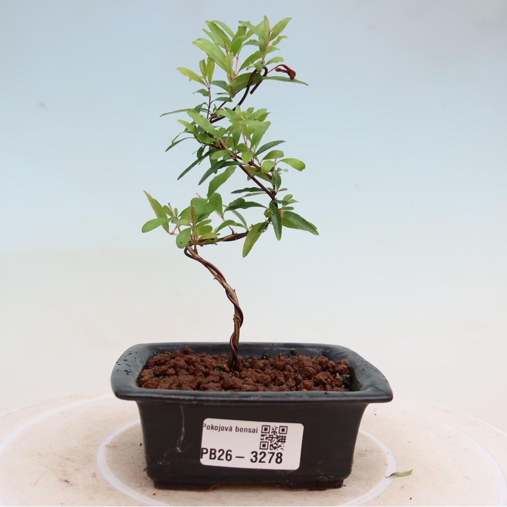 Zimmer-Bonsai-PUNICA granatum nana-Apfel-Granatapfel