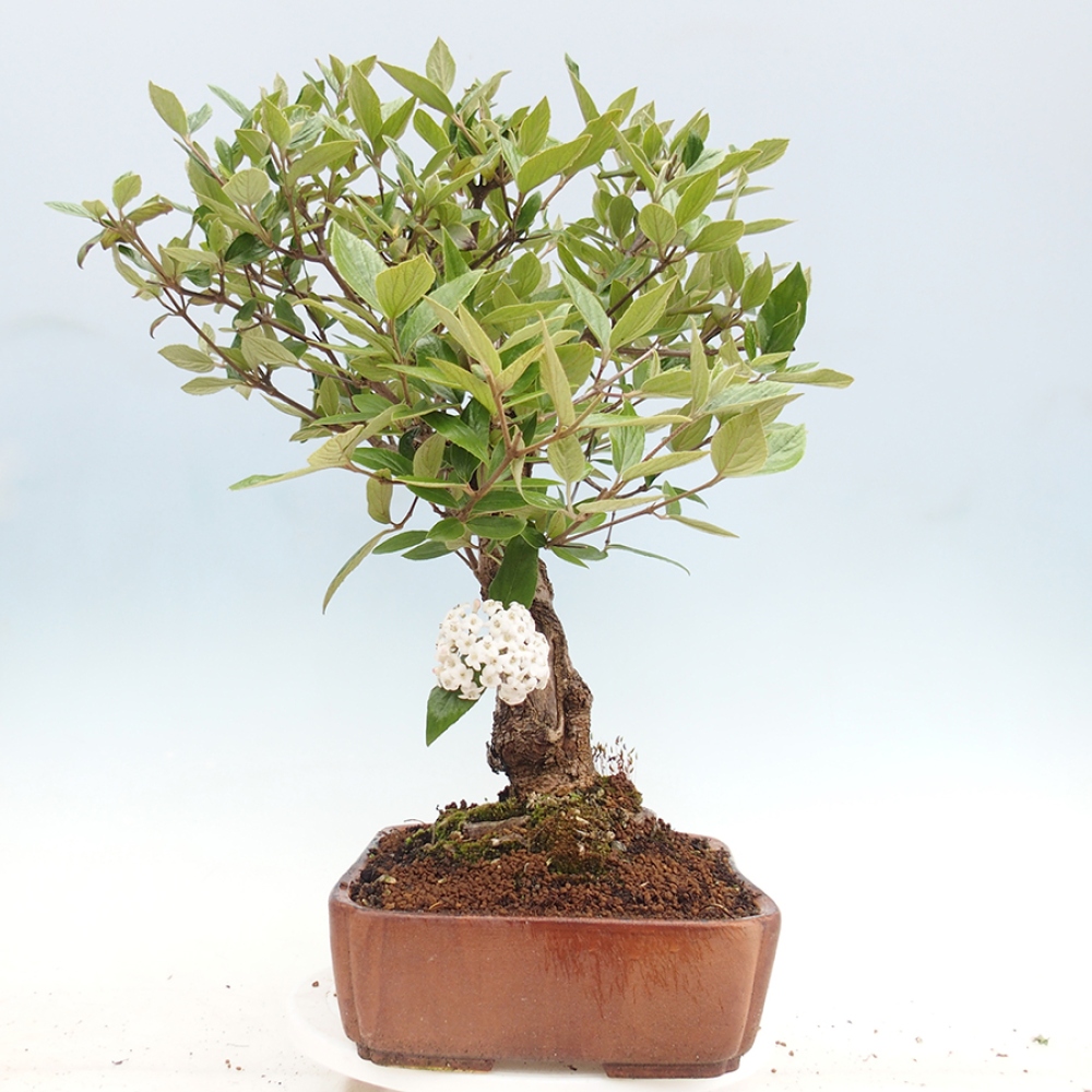 Bonsai für draußen - Kalina Bodnanská - Viburum carlesii hemsi