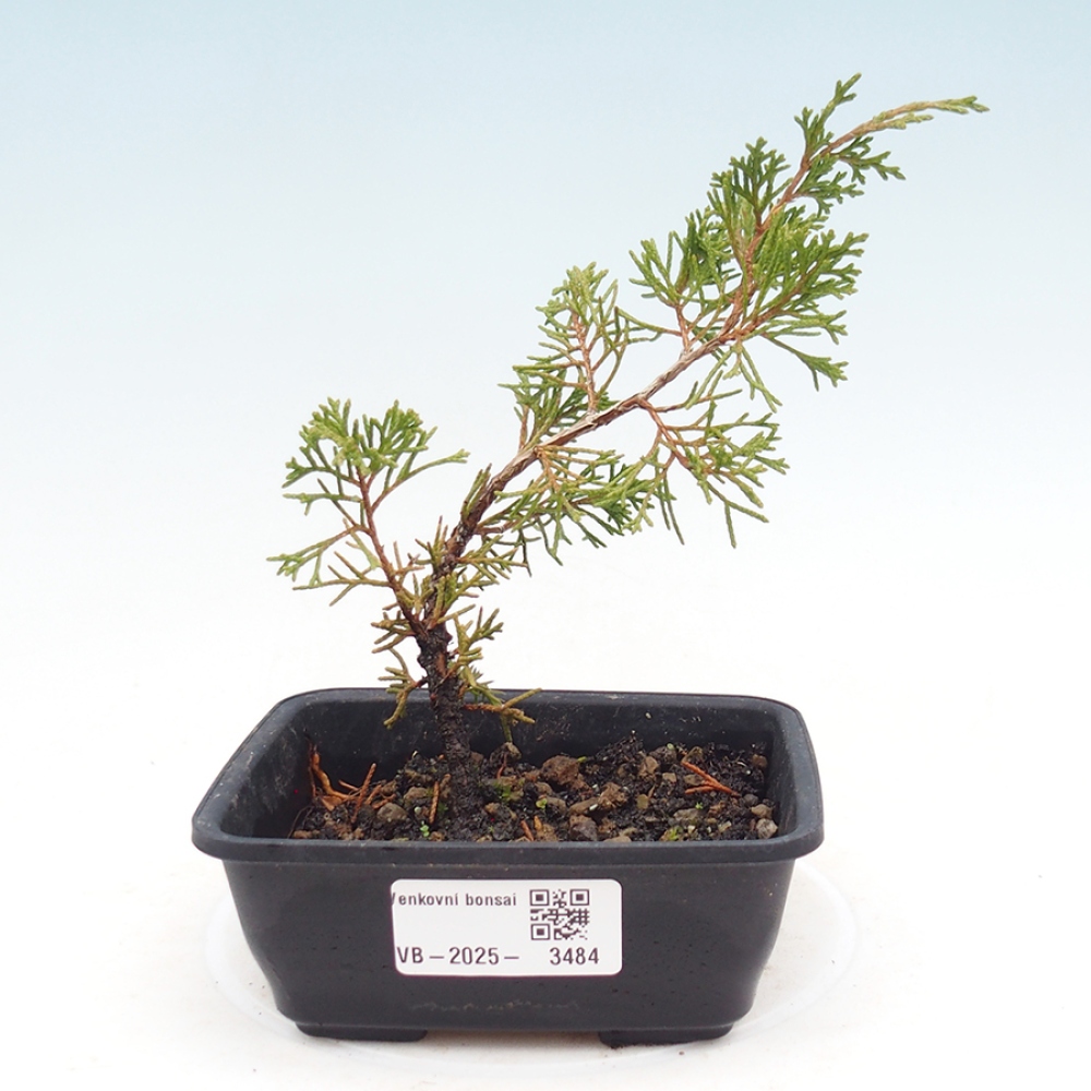 Bonsai für draußen - Juniperus chinensis Itoigawa