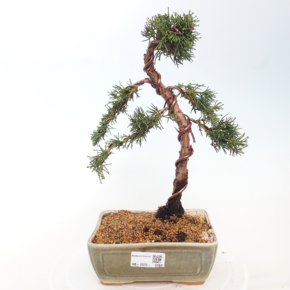 Bonsai für draußen - Juniperus chinensis Kishu
