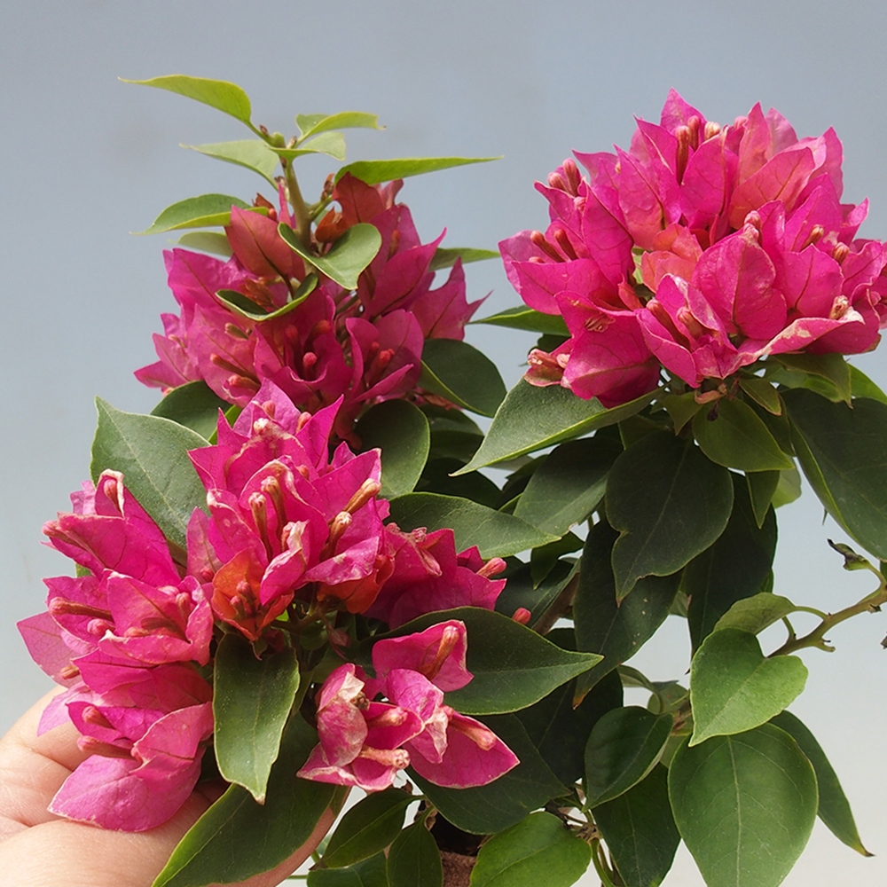 Zimmer Bonsai - Bouganwilea