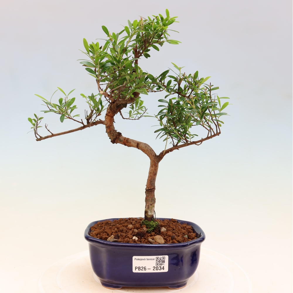 Zimmer Bonsai - Syzygium - Piment