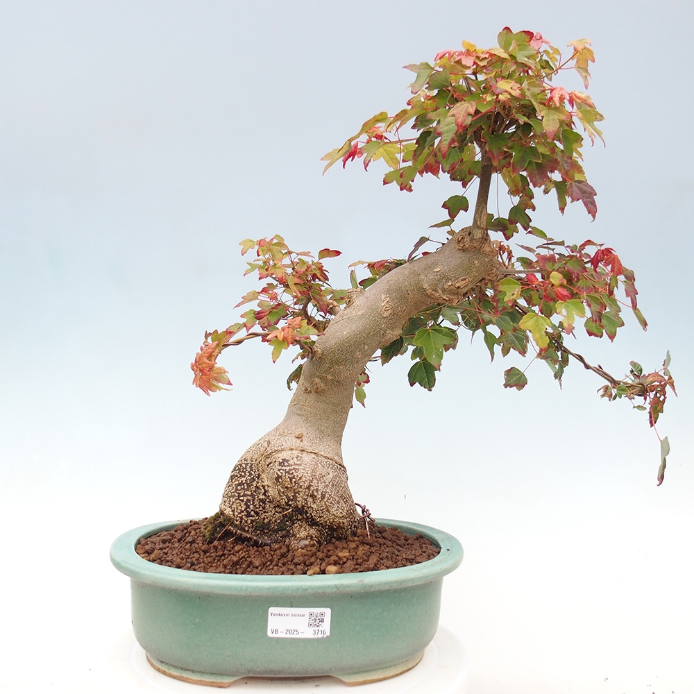 Bonsai für draußen - Acer Buergerianum - Bergahorn