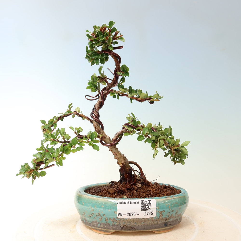 Bonsai für draußen - Cotoneaster horizontalis - Rocky Mountain
