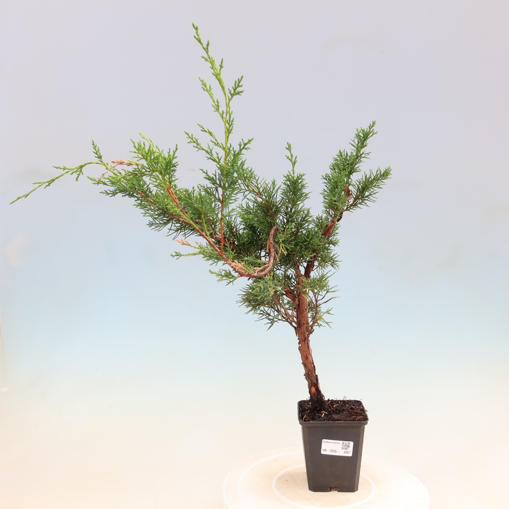 Bonsai für draußen - Juniperus chinensis Kishu
