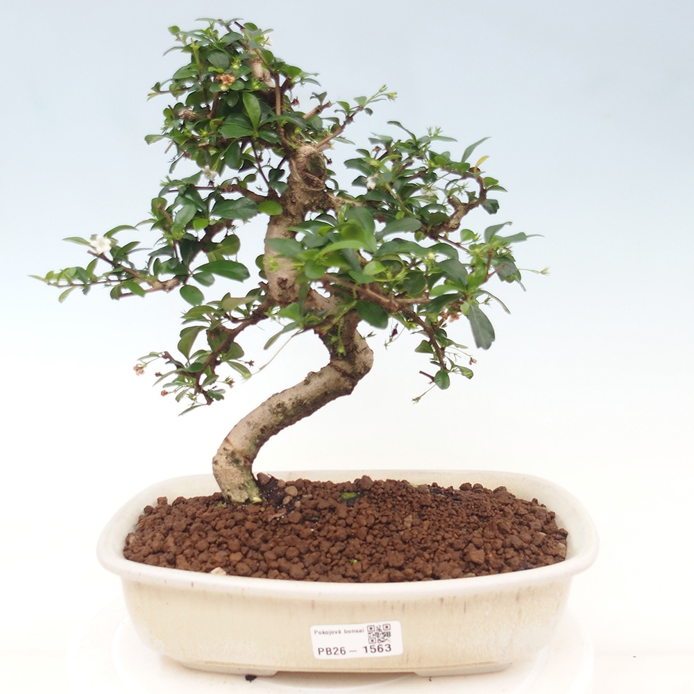 Zimmer-Bonsai - Carmona macrophylla - Tee-Fuki