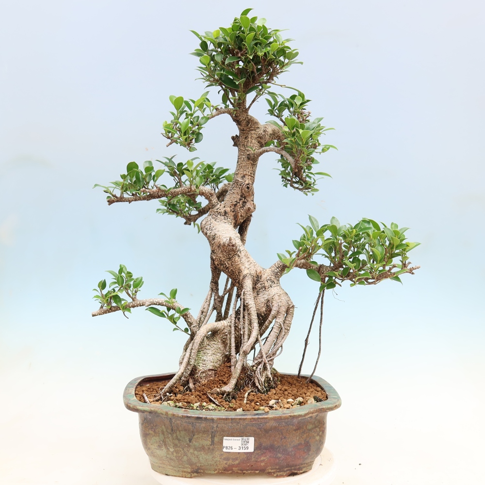 Zimmerbonsai - Ficus kimmen - Kleinblättriger Ficus