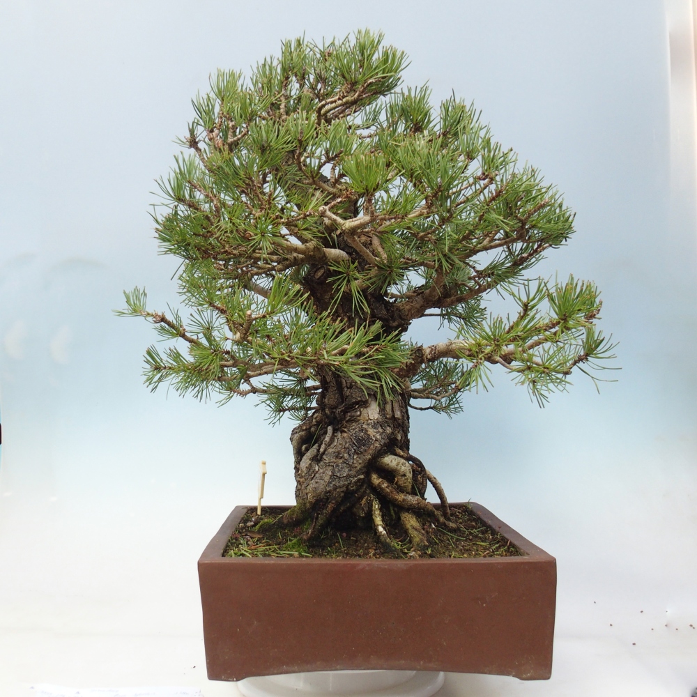 Bonsai für draußen - Pinus sylvestris - Pinus sylvestris