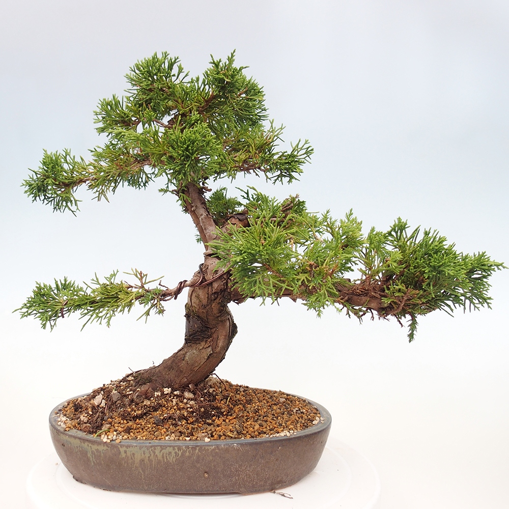 Bonsai für draußen - Juniperus chinensis Itoigawa