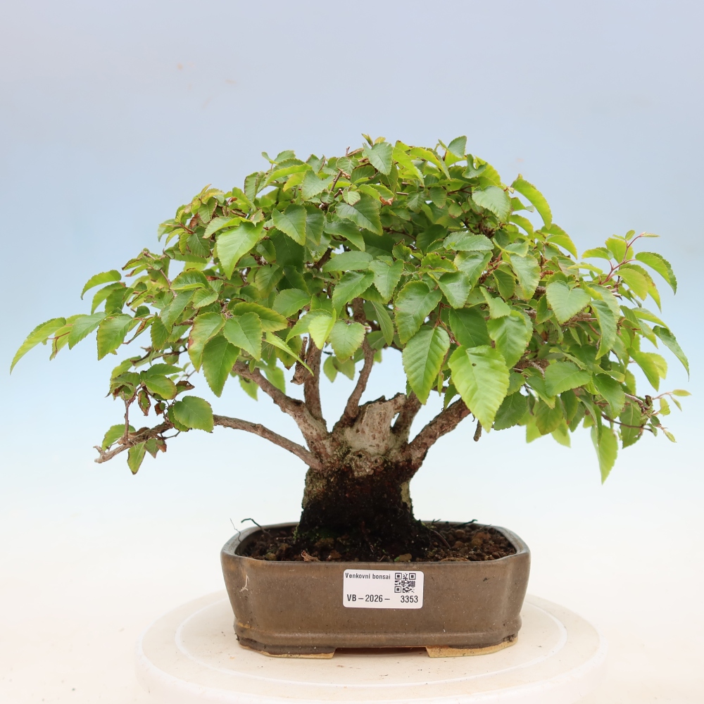 Bonsai für draußen - Karpinus Coreana - Koreanische Hainbuche