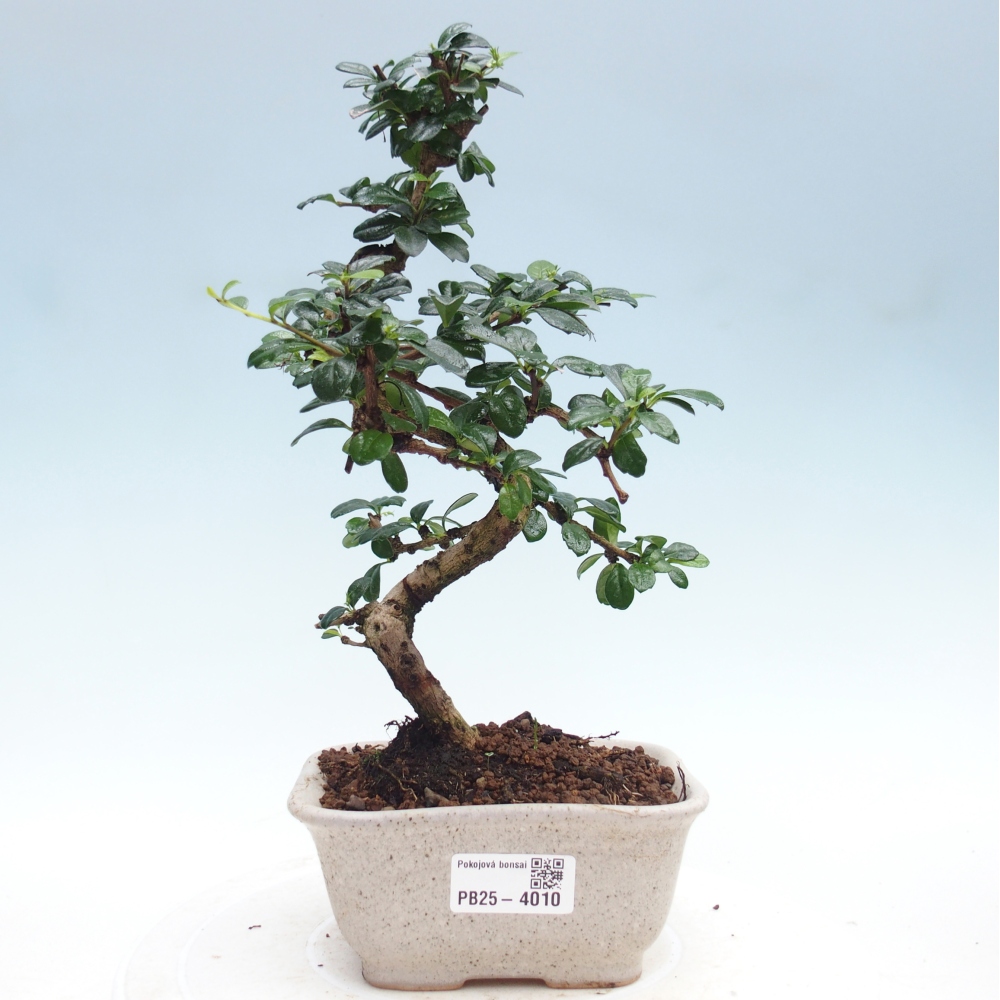 Zimmer-Bonsai - Carmona macrophylla - Tee-Fuki
