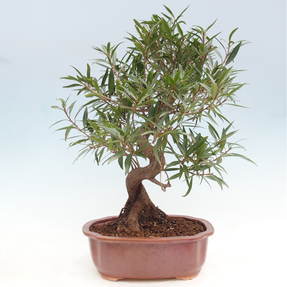 Zimmerbonsai - Ficus nerifolia - Kleinblättriger Ficus