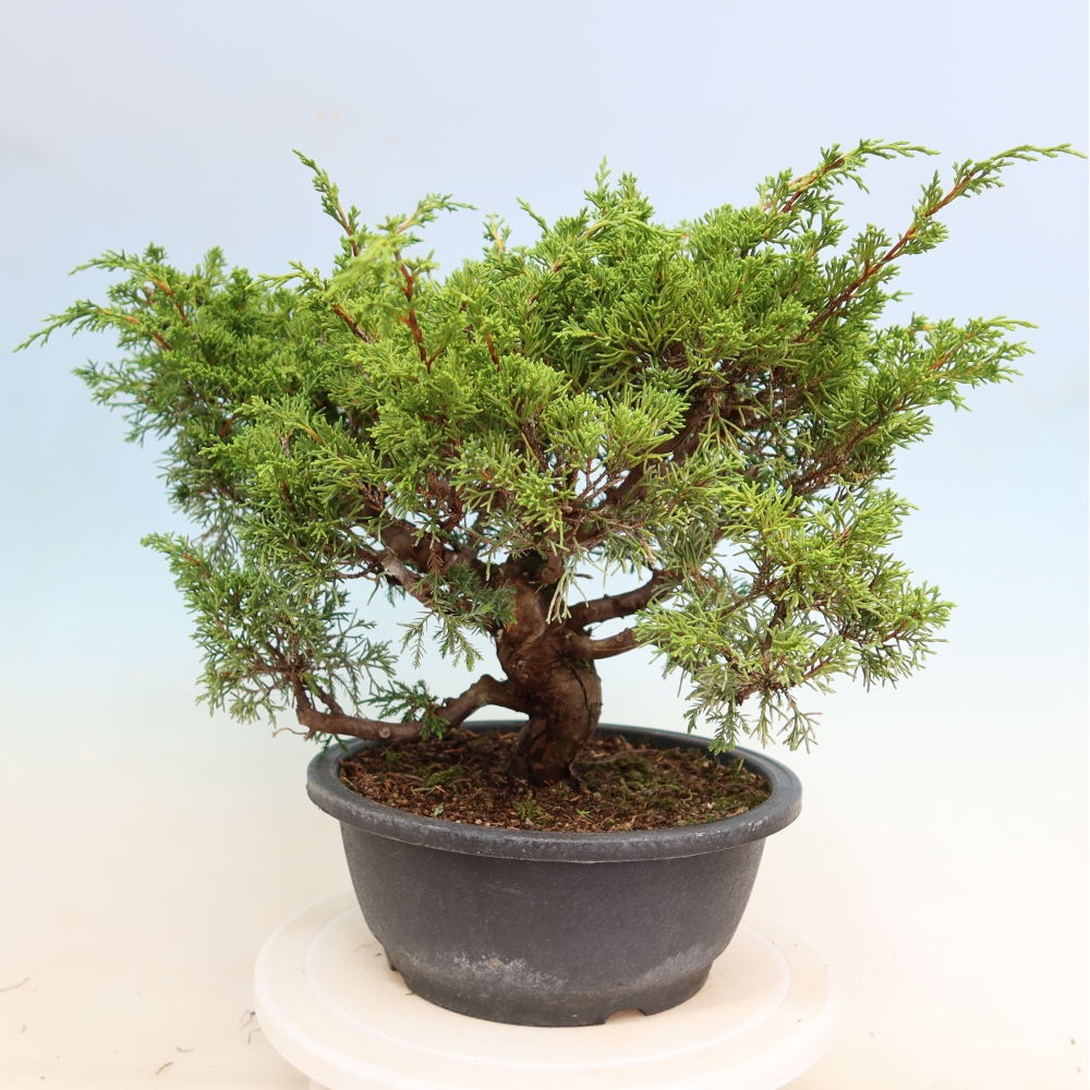 Bonsai für draußen - Juniperus chinensis Itoigawa-Juniperus chinensis