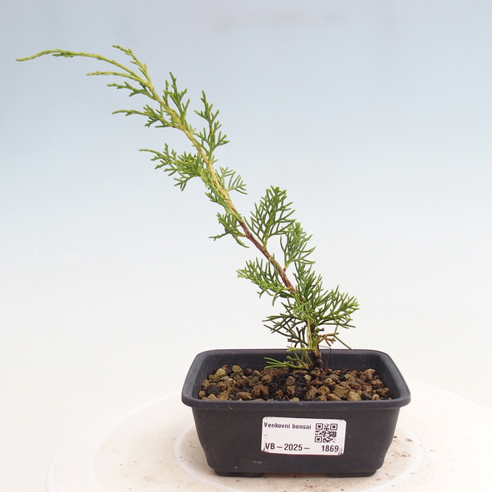 Bonsai für draußen - Juniperus chinensis Itoigawa