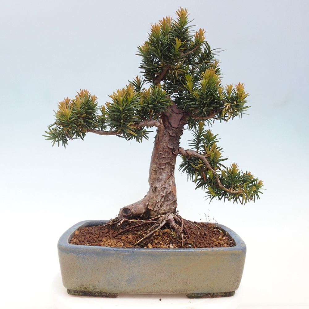Bonsai für draußen - Taxus cuspidata - Japanische Eibe