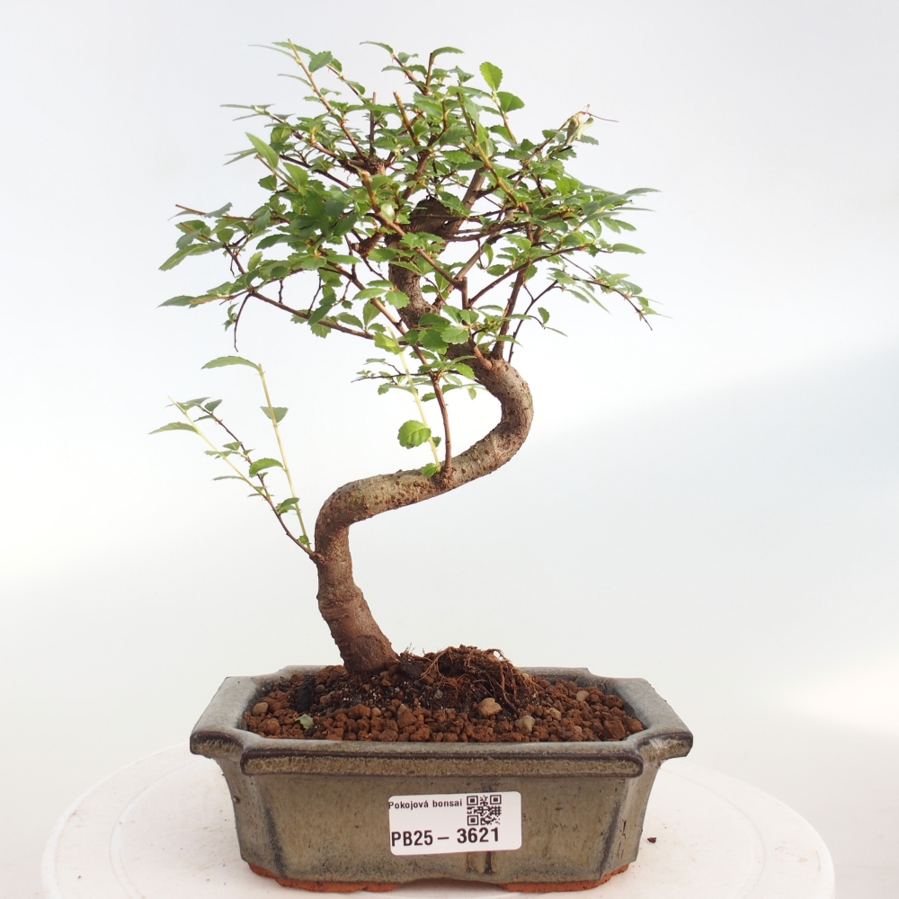 Zimmerbonsai - Ulmus parvifolia - Kleinblättrige Ulme