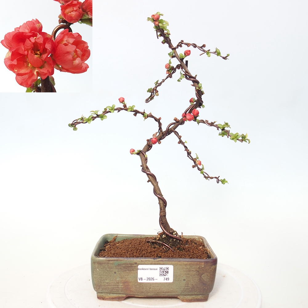 Bonsai für draußen - Chaneomeles s. Red Joy - Quitte
