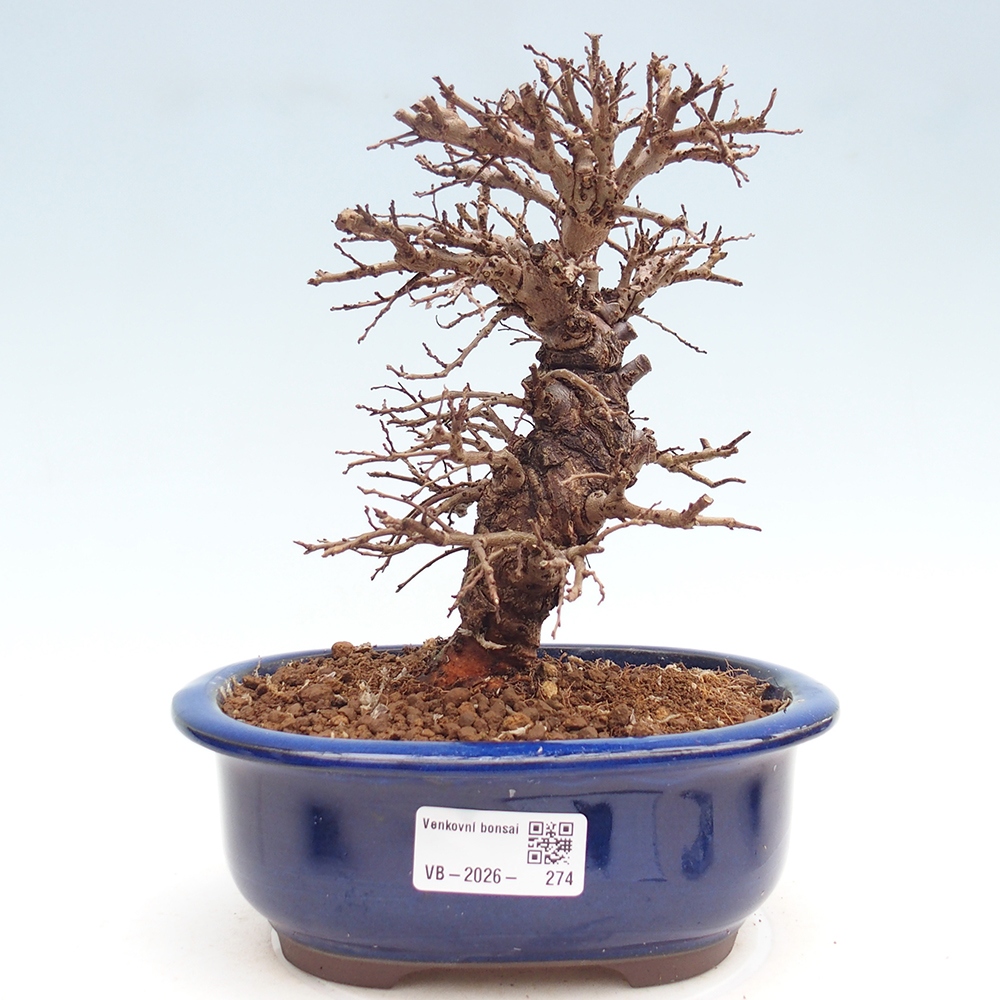 Bonsai für draußen - Zelkova - Zelkova NIRE
