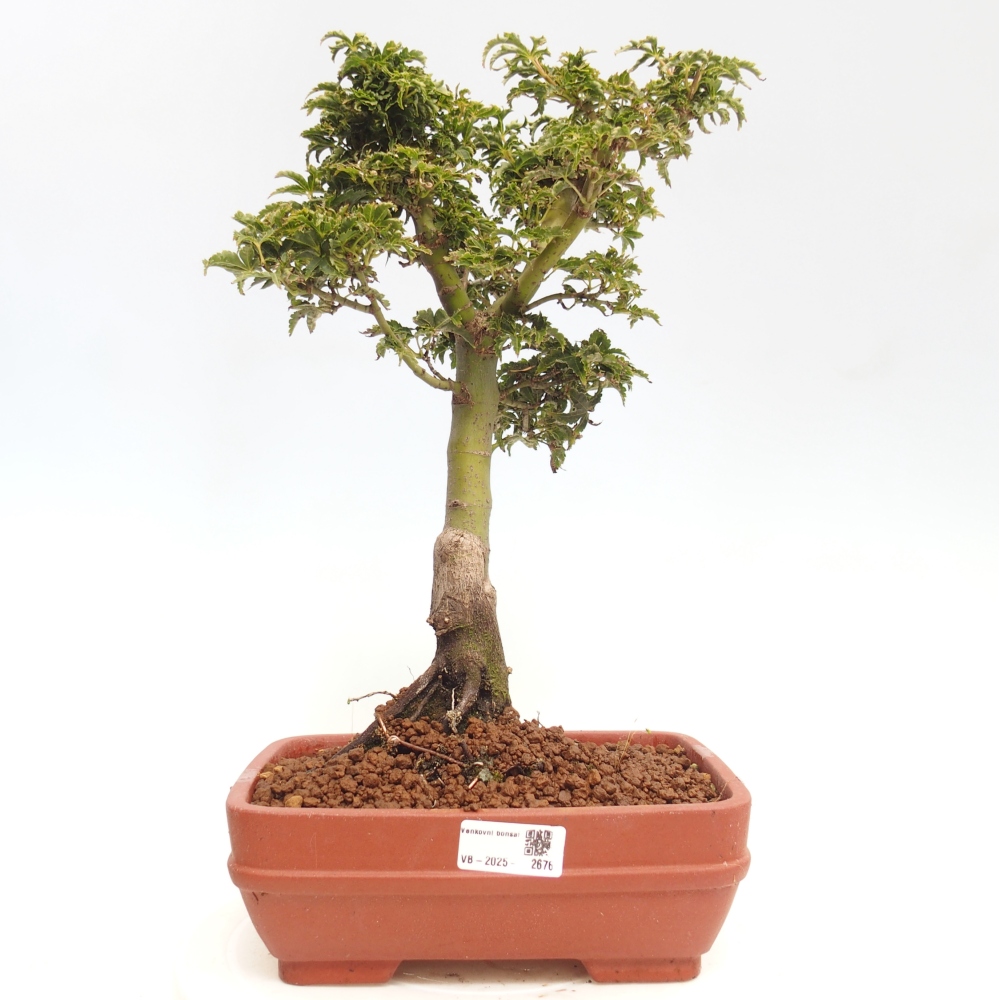 Bonsai für draußen -Javor-Palme Acer palmatum Shishigashira