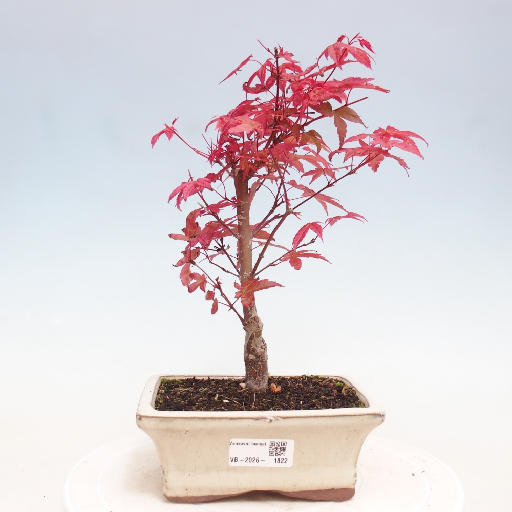 Bonsai für draußen - Acer palmatum DESHOJO