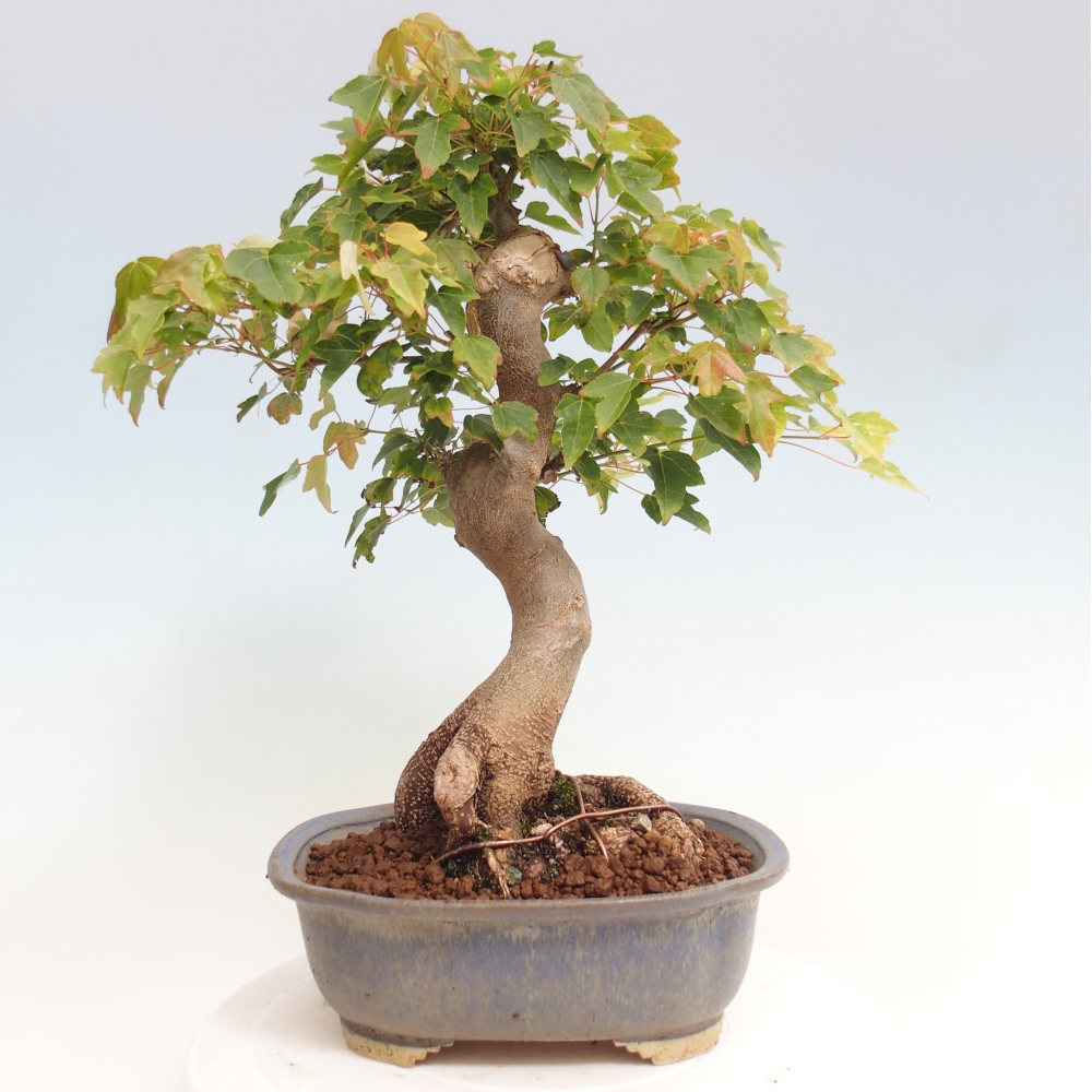 Bonsai für draußen - Acer Buergerianum - Bergahorn