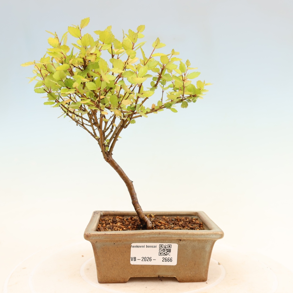 Bonsai für den Außenbereich – Zwergbirke – Betula NANA Golden Treasure