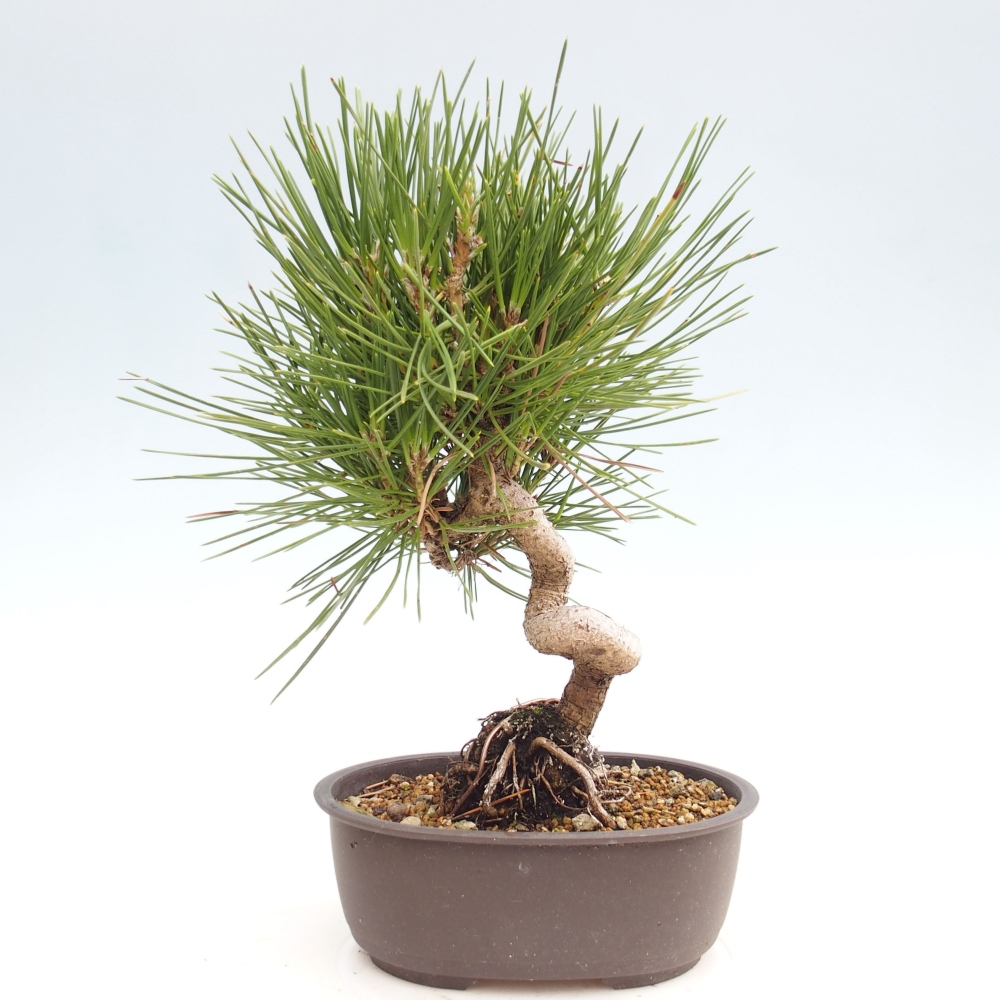Bonsai für draußen - Pinus thunbergii - Thunberg-Kiefer
