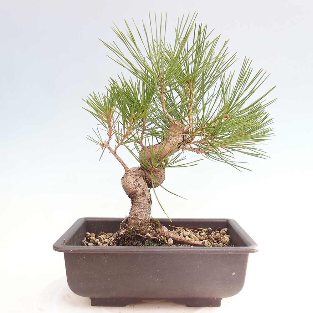 Bonsai für draußen - Pinus thunbergii - Thunberg-Kiefer