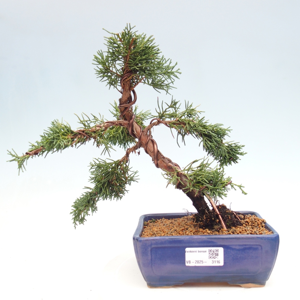 Bonsai für draußen - Juniperus chinensis Kishu