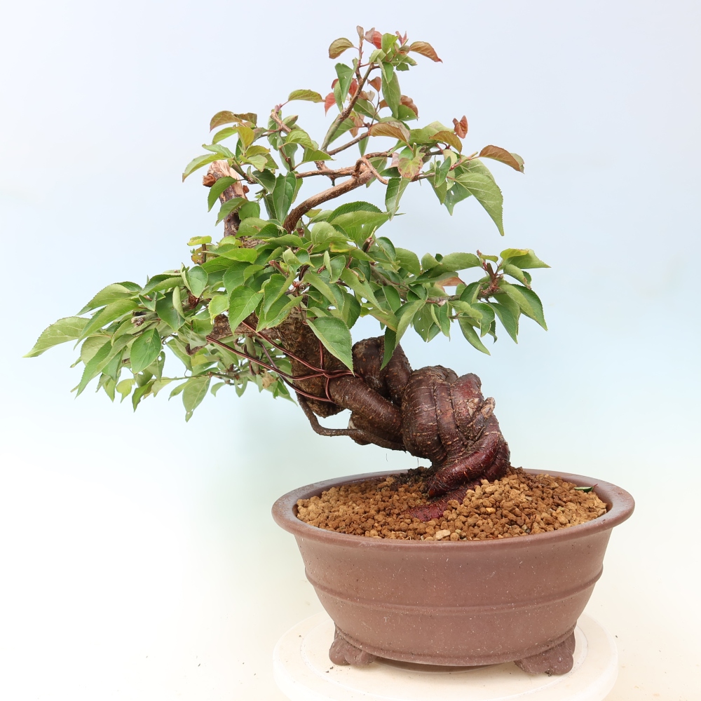 Bonsai für den Außenbereich – Japanischer Aprikosenbaum – Prunus Mume