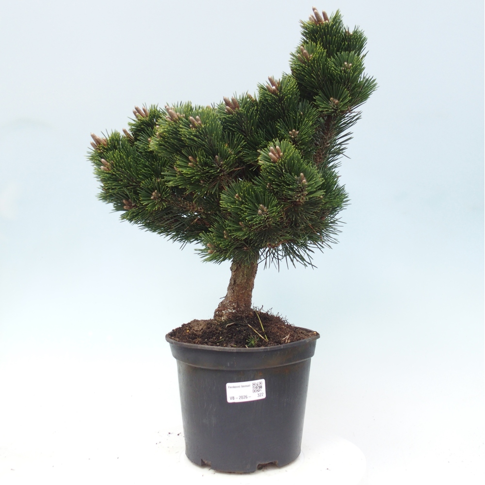 Bonsai für draußen - Pinus thunbergii senjyumaru - Thunberg-Kiefer