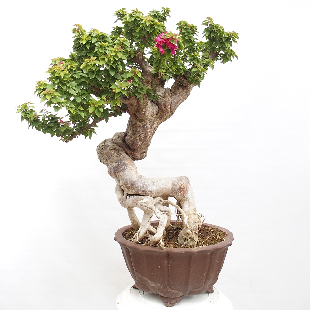 Zimmer Bonsai - Bouganwilea