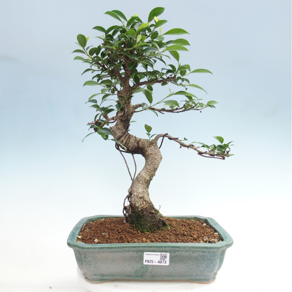 Zimmerbonsai - Ficus kimmen - Kleinblättriger Ficus