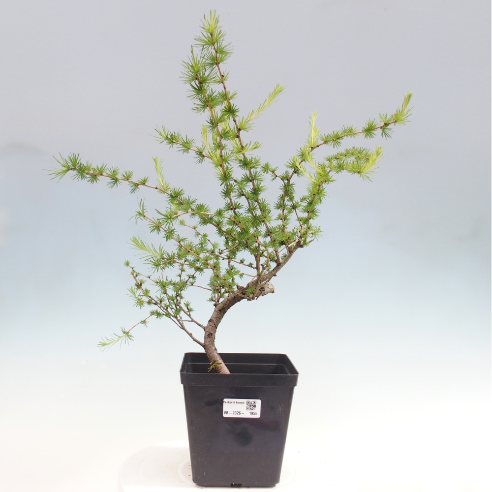 Bonsai für draußen -Larix decidua - Lärche