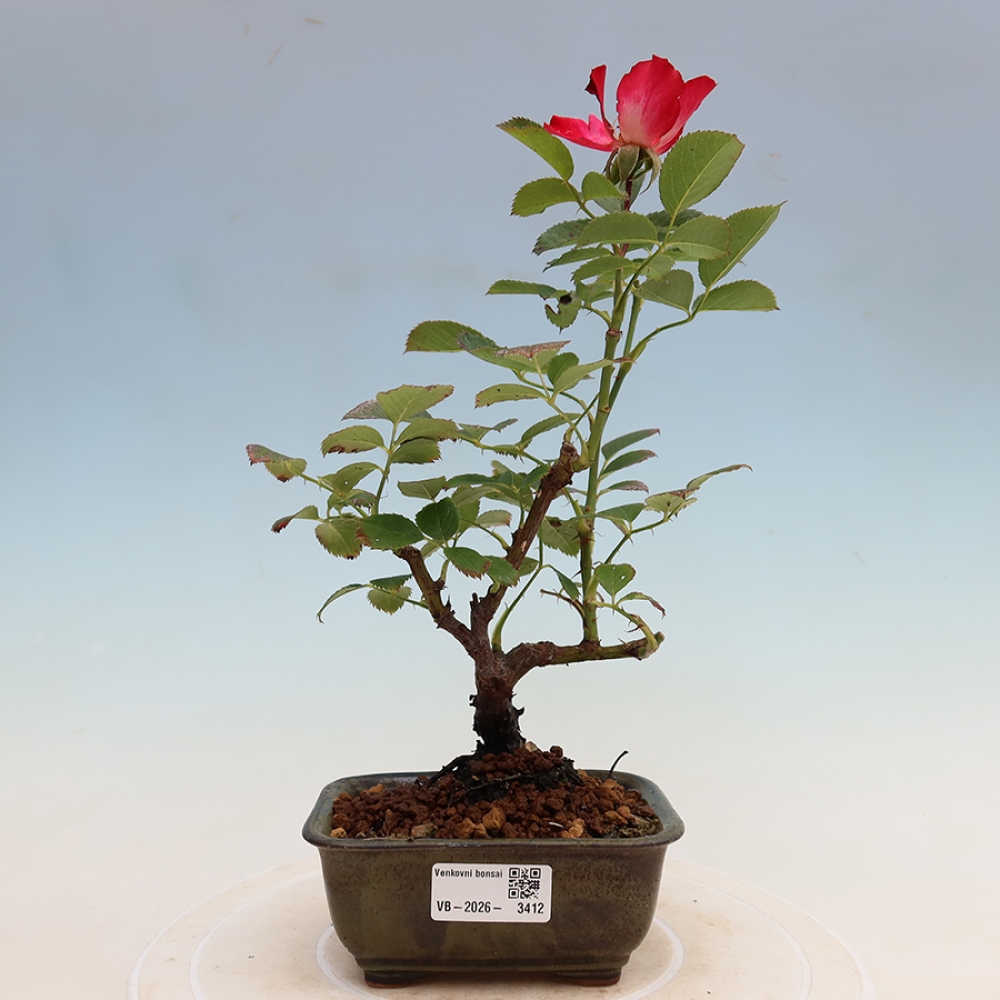 Bonsai für draußen - Rosa Kordes - Rose