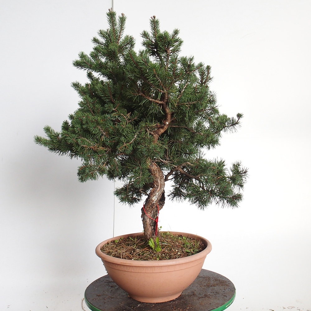 Yamadori - Pinus sylvestris Spanien