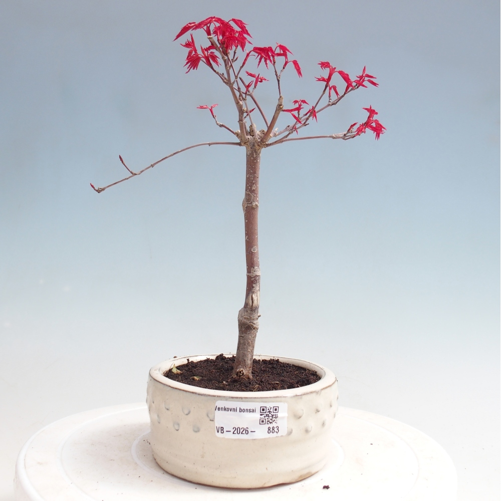 Bonsai für draußen - Acer palmatum DESHOJO